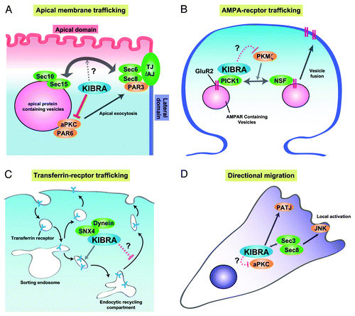 Figure 2. Models of the molecular mechanism of KIBRA in regulating membrane trafficking. (A) In epithelial cells, KIBRA suppresses the kinase activity of aPKC, resulting in suppression of the trafficking of apical-containing vesicles to the cell surface or cell-cell contact site. Association between KIBRA and the exocyst complex can influence this process. (B) In neurons, KIBRA associates with PICK1 and suppresses recycling of the AMPA receptor subunit, GluR2, to the cell surface. PKMζ enhances GluR2 surface expression via regulating the NSF-mediated release of GluR2 from PICK1. KIBRA may inhibit the kinase activity of PKMζ, leading to suppression of GluR2 recycling. (C) In endosomal trafficking of TfnR, KIBRA does not affect internalization, but affects trafficking from the endosome sorting compartment to the endosomal recycling compartment. (D) In directional migration, KIBRA can affect vesicular trafficking through interaction with the exocyst complex and aPKC.
