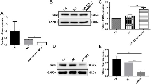 Figure 3 MiR-122-5p could inhibit PKM2 expression in 786-O cells. (A) RT-qPCR results showed that the mRNA expression of miR-122-5p in 786-O cells transfected by miR-122-5p inhibitor was obviously lower than of control group. (B, C) Western blot analysis results showed that the protein expression of PKM2 in 786-O cells transfected by miR-122-5p inhibitor was significantly higher than of control group. (D, E) The protein expression of PKM2 in 786-O cells transfected by siPKM2 was significantly lower than control group using Western blot analysis (*p<0.05; **p<0.01; ***p<0.001).