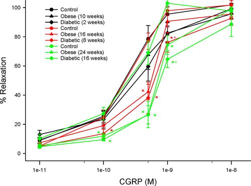 Figure 6 Effect of duration of obesity or type 2 diabetes on vascular reactivity to calcitonin gene-related peptide by epineurial arterioles of the sciatic nerve. Vascular reactivity was determined as described in the 'Methods' section after 22 (black circles), 28 (red circles) or 36 (green circles) weeks of age in Sprague Dawley rats fed a normal diet or in rats fed a high-fat diet at 12 weeks of age for 10 (black triangles), 16 (red triangles) or 24 (green triangles) weeks or in type 2 diabetic rats that were treated with a low dose of streptozotocin after 8 weeks of a high-fat diet and 2 (black diamonds), 8 (red diamonds) or 16 (green diamonds) weeks of hyperglycemia. Data are presented as the mean ± SEM. in % relaxation. The number of rats in each group was 12. *p < 0.05 compared to control rats; +p < 0.05 compared to high-fat diet-fed rats.