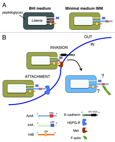 Figure 1. Remodeling of the cell wall architecture in L. monocytogenes when growing extracellularly in two different broth media or inside eukaryotic cells may affect exposure and function of ActA and the invasins InlA and InlB. (A) The different structure of the cell wall in bacteria grown in BHI or minimal media influences ActA association with the peptidoglycan and also probably its degree of exposure on the cell surface; (B) Based on data collected with L. monocytogenes grown in minimal medium, which show that ActA, InlA and InlB are all required for bacterial invasion of epithelial cells,Citation22 a model is proposed in which ActA could promote bacterial early attachment via its interaction with heparan-sulfate proteoglycan receptor (HSPG-R). This stage would be followed by InlA/E-Cadherin and/or InlB/Met interactions ultimately responsible for mediating bacterial entry. Different colors in the peptidoglycan denote changes in the cell wall architecture. Abbreviations: PRS: proline-rich sequences; LRR: leucine-rich repeats; GW: GW-rich domain; EC1-EC5: extracellular immunoglobulin-like domains reported for E-Cadherin. The putative role(s) played by InlA and InlB in intracellular L. monocytogenes remain unknown.