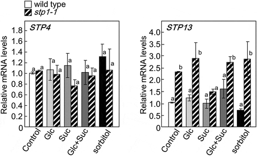 Figure 6. Expression of STP4 (left panel) and STP13 (right panel) in 5-week-old basal tissues of stp1-1 plants treated with various sugars. The transcript levels of these genes were measured by qRT-PCR. The expression of STP4 or STP13 is represented relative to wild-type control plants. ActinII was used as the internal reference gene. Error bars indicate SE (n= 9). Bars with the same letter are not significantly different from each other (ANOVA, Tukey’s HSD test).