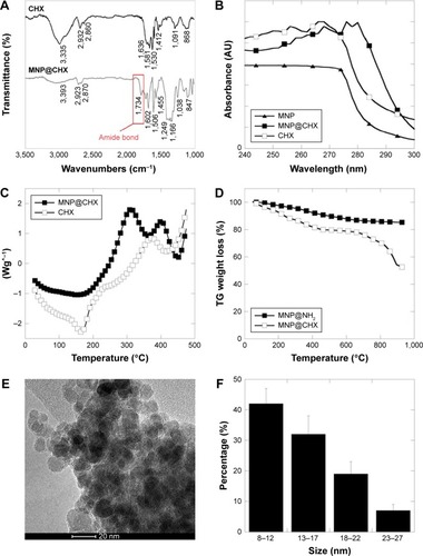 Figure 1 Physicochemical properties of chlorhexidine-coated magnetic nanoparticles.Notes: ATR FTIR spectra of the CHX and MNP@CHX (A). The UV–VIS spectra of uncoated MNP, MNP@CHX and free CHX (B). The DSC thermographs of CHX and MNP@CHX (C). Thermogravimetric analysis curves of magnetic nanoparticles coated by aminosilane and MNP@CHX (D). Transmission electron microscopy images (E) and size distribution (F) of MNP@CHX.Abbreviations: ATR, attenuated total reflectance; CHX, chlorhexidine; DSC, differential scan ning calorimetry; FTIR, Fourier transform infrared spectroscopy; MNP, magnetic nanoparticles; MNP@CHX, MNP functionalized by chlorhexidine; TG, thermogravimetric; UV-VIS, ultraviolet-visible.