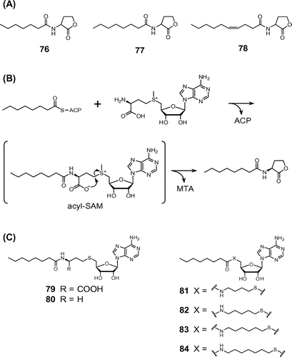 Fig. 5. Structures of AHLs isolated from M. alpina A-178 (A), mechanism of AHL production by LuxI-type AHL synthases (B), and structures of acyl-SAM analogs (79 and 80) and intermediate analogs (81–84) (C).