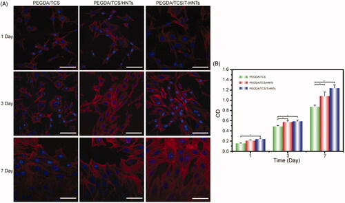 Figure 5. (A) CLSM micrographs of stained MC3T3-E1 cells showing morphology adhered on PEGDA/TCS, PEGDA/TCS/HNTs and PEGDA/TCS/T-HNTs hydrogels after 1, 3, and 7 days of culture (cytoskeleton and nucleus were stained with rhodamine-conjugated phalloidin (red) and DAPI (blue), respectively, and the scale bar is 50 µm); (B) the corresponding results of MC3T3-E1 cells. The values are represented as mean ± SD (n = 6). *p < .05, **p < .01.