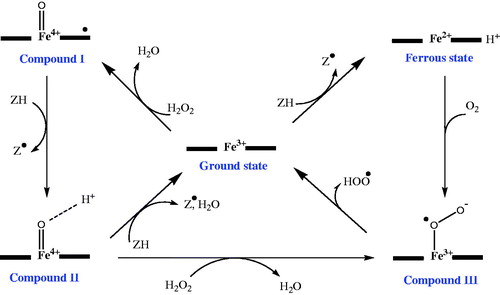 Figure 5. Proposed mechanisms for the catalytic activity of heme peroxidase in the presence of hydrogen peroxideCitation49.