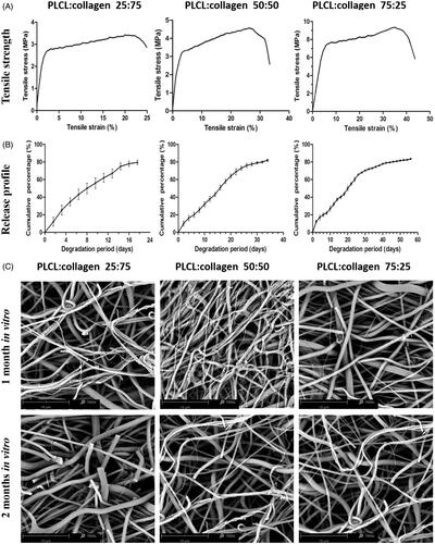Figure 2. Mechanical properties, release behaviours and degradation characteristics of different nanofilms (A, typical stress–strain curves; B, TGF-β3 release profiles of different nanofilms; and C, representative images of SEM after degradation for 1 month, and 2 months in vitro).