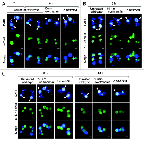 Figure 7. Effects of wortmannin or knockout of TtVPS34 on behavior of Twi1 and hallmarks for active transcription. Conjugating cells were fixed and used for indirect immunofluorescence observations using FITC-labeled antibodies (middle). DAPI was also used to stain nuclei (upper). The lower parts show a merged image. (A) Twi1. (B) Phosphorylated RNA polymerase II at Ser 2 of the C-terminal domain repeat (RNApol-II S2ph). (C) Dimethylation of histone H3 at Lys4 (H3K4 dime). White arrowheads, parental macronucleus; asterisks, developing new macronuclear anlagen. Scale bars: 10 μm.