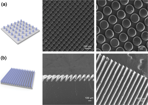 Figure 3. The surface morphologies of (a) micropillar-arrayed surfaces with a pillar diameter of 50 μm (from left to right: schematics of the whole surface, SEM images of the top view of micropillar arrays at different magnifications) and (b) microwedge-arrayed surfaces with a wedge spacing of 90 μm (from left to right: schematics of the whole surface, SEM images of the side and top views of microwedge arrays).