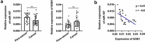 Figure 1. MiR-107 expression was aberrantly down-regulated in HSCC tissues. (a) The relative expression of miR-107 and NOB1 was determined by RT-qPCR assay in HSCC tissues (n = 30) versus para-cancer tissues (n = 30). (b) An inverse expression correlation between miR-107 and NOB1 in HSCC. Data were shown as means ± SD. ***P < 0.001 versus para-cancer group.