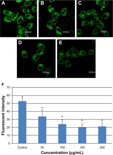Figure 6 Mitochondrial damage to L-02 cells after exposure to different concentrations of silica nanoparticles for 24 hours detected by Mito-Tracker® green. (A) Control group, (B) group treated with 50 μg/mL silica nanoparticles, (C) group treated with 100 μg/mL silica nanoparticles, (D) group treated with 150 μg/mL silica nanoparticles, and (E) group treated with 200 μg/mL silica nanoparticles. The corresponding bar graph for flow cytometry is shown in (F). Mitochondrial damage increased in a dose-dependent manner. Data are expressed as the mean ± standard deviation of three independent experiments. *P < 0.05 versus control group using analysis of variance.