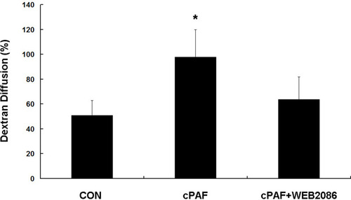 Figure 2 Effect of carbamyl-platelet-activating factor (cPAF) on the transepithelial diffusion rate of FITC-dextran in an ARPE-19 monolayer. Stimulation of an ARPE-19 monolayer with 100 nM cPAF for 6 days induced a higher FITC-dextran diffusion rate at 24 h when compared with the rate in the control group. The effect of cPAF was inhibited by WEB 2086. A diffusion percentage approaching 100% indicates that the amounts of dextran-FITC in the upper and lower chambers have approached the same value. Data are shown as means ± standard errors of the means. *p < 0.05 vs the control group.