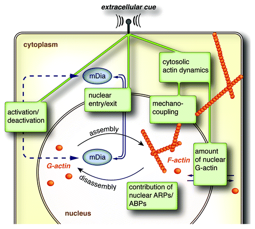 Figure 2. Cartoon illustrating potential mechanisms involved in the control of formin-mediated assembly of nuclear actin. For details see text.