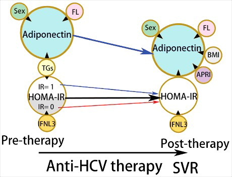 Figure 1. The cross-sectional adiponectin and homeostasis model assessment-estimated insulin resistance (HOMA-IR)-centered associations between dependent and independent factors before (pre-therapy) and 24 weeks after anti-hepatitis (C)virus (anti-HCV) therapy (post-therapy). Tips of black arrowheads: dependent factors; bases of black arrowheads: independent factors; FL: fatty liver, i.e., hepatic steatosis; TGs: triglycerides; IR: insulin resistance; IFNL3: interferon, λ3; BMI: body mass index; APRI: aspartate aminotransferase to platelet ratio index; pre-therapy: levels of variables before anti-HCV therapy; SVR: sustained virological response. Red arrows indicate post-therapeutic increases in HOMA-IR (baseline IR = 0) levels, while blue arrows indicate post-therapeutic decreases in HOMA-IR (baseline IR = 1) and adiponectin levels.