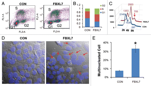 Figure 2 Overexpression of FBXL7 induces G2/M phase arrest and polyploidy. (A–C) Cell cycle analysis. MLE cells were transfected with 5 µg of control plasmid or FBXL7 plasmid for 24 h, cells were analyzed by BrdU uptake and 7-AA D staining, 2n, 4n and 8n DNA contents were then quantitated and graphed after expression of FBXL7. Red arrow indicates 8N DNA. Results from (A–C) are representative of 1 experiment, where consistency was seen 3 times (n = 3). (D) Multi-nucleate cells (arrows, middle part) after FBXL7 overexpression were quantified and graphed (right). White scale bar indicates 25 µm. (n = 150 cells, *p < 0.05 vs. con).