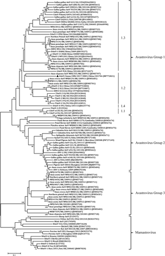 Fig. 2 Phylogenetic analysis on RdRp genes of astroviruses using MEGA 7.0.The tree was constructed based on about 391 nt (nucleotide) sequence, by using the Neighbor-joining method with 1000 bootstrap replicates and Maximum Composite Likelihood model. Node labels indicate bootstrap values, and bootstrap values <50% were hided. The location (HK Hong Kong, SL Sri Lanka, UK United Kingdom, SK South Korea, SA South Korea) and time of sample collected was shown. The AAstV/Goose/CHN/2017/SD01 isolate determined in this work is indicated by a black triangle