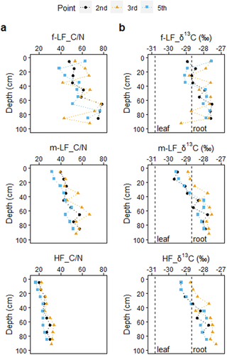 Figure 5. C/N ratio and δ13C stable isotope ratio of each fraction with depth. f-LF: free low-density fraction, m-LF: mineral-associated low-density fraction, and HF: high-density fraction. The vertical dashed lines in the δ13C results represent the average δ13C values for leaf and root of mangroves in the fukido mangrove forest reported by Iimura et al., (Citation2019).