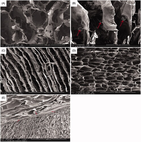 Figure 2. SEM image of the surface layer scaffold (A,B), the transition layer scaffold (C,D) and the biomimetic cartilage scaffold (E).