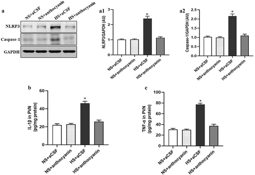 Figure 4. Effect of anthocyanin by chronic bilateral PVN infusion on the NLRP3-related inflammation in the PVN of rats with salt-induced hypertension. (a, A1 and A2) NLRP3 and caspase-1 expression was detected by western-blot. (b and c) the pro-inflammatory cytokine levels including IL-1β and TNF-α were measured by ELISA. Data were expressed as the means ± S.E.M (n = 6/group). *P < .05 vs others.