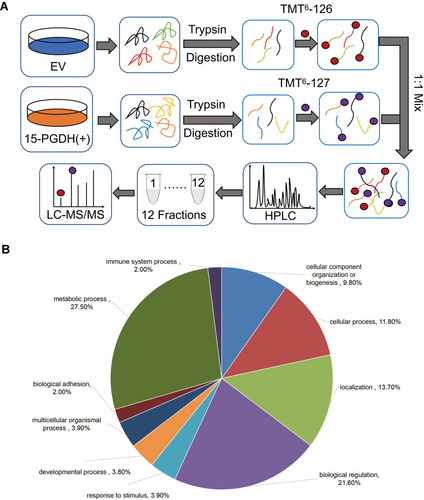 Figure 3 Quantitative proteomic study of EV and PGDH(+) A549 cells. (A) The schematic diagram of TMT-based quantitative proteomic analysis of EV and PGDH(+) A549 cells. (B) Functional classification of down-regulated proteins between EV and PGDH(+) A549 cells by PANTHER bioinformatics platform (http://www.pantherdb.org).