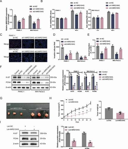 Figure 2. Tumour aggression is reduced by knockdown MIR210HG (a) MIR210HG knockdown was achieved in Panc-1 and MIA PaCa-2 cells by transfecting vectors containing short hairpin RNA targeting MIR210HG (sh1/2-MIR210HG); sh-NC was transfected as a negative control. The transfection efficiency was confirmed by RT-qPCR. (b) Then, Panc-1 and MIA PaCa-2 cells were transfected with sh1/2-MIR210HG or sh-NC and examined for cell viability by CCK-8 assay; (c) DNA synthesis capacity (scale bar, 50 µm); (d) cell invasion by Transwell assay; (e) cell migration by Wound healing assay; (f) the cellular protein levels of ki67 and PCNA in no transfected cells (control) and sh1/2-MIR210HG or sh-NC transfected cells were determined by Immunoblotting. (g-h) xenograft mouse tumour model was established in BALB/C nude mice accordingly. sh-MIR210HG lentivirus infected Panc-1 cells were injected under the skin of the left flank of nude mice. Tumour size was measured every 3 days for 27 days; on day 27, mice were sacrificed and the tumour weight was measured (G-H); (i) the protein levels of ki67 and PCNA in xenograft tumour tissues were examined using Immunoblotting. *P< 0.05, **P< 0.01, compared to sh-NC. ## P< 0.01, compared to control