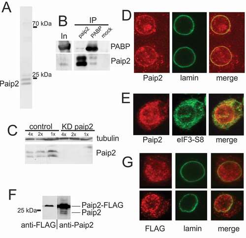 Figure 1. Paip2 is detected in the nuclei of S2 cells. (a) Western blot analysis of total protein extract from S2 cells with anti-Paip2 antibodies. The endogenous Paip2 protein is detected as a closely spaced doublet of about 25 kDa. (b) Immunoprecipitation of S2 cell extract (In) with anti-Paip2 and anti-PABP antibodies and preimmune serum (mock). (c) Knockdown of Paip2 in S2 cells led to specific decrease in the intensity of both bands in the doublet detected by Paip2 antibodies. Tubulin was used as loading control. Folds of cell lysate dilution are indicated above the lanes. In control experiment, dsRNA corresponding to the GFP coding sequence was used. (d) Immunostaining of S2 cells (confocal imaging) shows Paip2 localization both in the nucleus and in the cytoplasm. Lamin marks the nuclear envelope. (e) Immunostaining of S2 cells (confocal imaging) shows Paip2 localization versus cytoplasmic localization of translation factor eIF3-S8. (f) Western blot analysis of the lysate of cells expressing FLAG-tagged Paip2 with anti-FLAG and anti-Paip2 antibodies. Note that, unlike with endogenous Paip2, only a single band is observed for the FLAG-tagged Paip2. (g) Immunostaining of S2 cells expressing Paip2-FLAG with FLAG antibodies. Localization of recombinant protein is similar to that of Paip2 detected with Paip2 antibodies in (d).