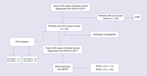 Figure 1.  Flow chart for patients’ selection in this study.ER: Estrogen receptor; IDC: Invasive ductal carcinoma; IHC: Immunohistochemistry; ILC: Invasive lobular carcinoma; PR: Progesterone receptor; RCN: Relative copy number.
