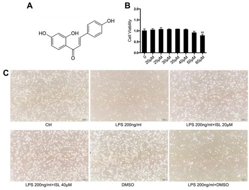 Figure 1 Safe dose of Isoliquiritigenin to mouse bone marrow-derived macrophages and its effect on cellular morphology. (A) Chemical formula of Isoliquiritigenin (ISL); (B) cytotoxicity detection of ISL on BMDM. According to the results, we chose the therapeutic dose is of low dose (20 μM), high dose (40 μM); (C) morphological effects of low and high doses of ISL on LPS-stimulated BMDM.