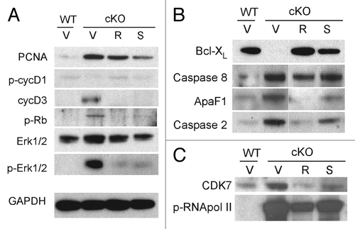 Figure 4. Molecular pathways of cystogenesis affected by CDK inhibitors R-roscovitine and S-CR8 in kidneys from Pkd1 cKO mice. Representative immunoblots show expression of markers in total kidney extracts from wild-type controls (WT) and Pkd1 cKO animals (cKO) treated with vehicle (V), R-roscovitine (R) or S-CR8 (S). Shown are effects of CDK inhibitors on cell cycle markers (A), apoptotic pathway (B) and transcriptional inhibition (C).