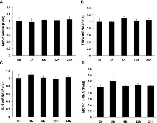 Figure 2 F-APN showed no effect on the production of inflammatory cytokine MIP-2, TNFα, MCP-1, and IL-6 (A–D) in Raw 264.7 cells, each group n=6.