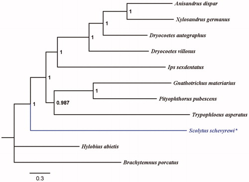 Figure 1. MrBayes phylogenetic tree based on the 13 PCGs, 22tRNAs and 2 rRNAs of Scolytus schevyrewi and 8 other Scolytinae beetles. Hylobius abietis and Brachytemnus porcatus are used as outgroups. GenBank accession numbers for each species: Anisandrus dispar NC036293, Xylosandrus germanus KX035202, Dryocoetes autographus NC036287, Dryocoetes villosus NC036282, Ips sexdentatus KX035215, Gnathotrichus materiarius NC036294, Pityophthorus pubescens NC036288, Trypophloeus asperatus NC036285, Scolytus schevyrewi MK636870, Hylobius abietis JN163954, Brachytemnus porcatus JN163960.