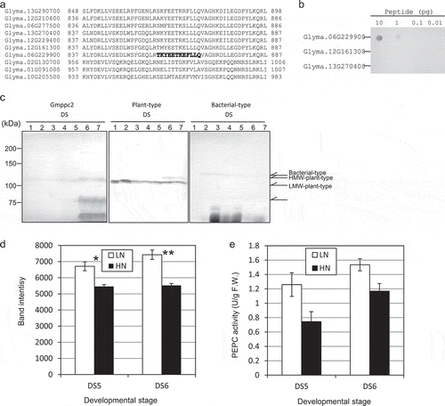 Figure 3. The expression of PEPC in developing soybean seeds. (a) Partial sequence alignment of the ten PEPC isoforms of the C-termini. Bold letters: The region that was used to raise a Gmppc2-specific polyclonal antibody. (b) Dot blot assay to determine the specificity of the Gmppc2 antibody. (c) The protein expression patterns of Gmppc2, plant-type PEPC, and bacterial-type PEPC in developing whole seeds during seed maturation from DS1 to DS7. (d) The effect of nitrogen application on the expression of Gmppc2 protein. The measurement was duplicated, and the average of the values is shown. Error bar: Standard error (SE). Significance at *10% and **5% by Student’s t-test. e: The effect of nitrogen application on PEPC activity. Error bar: SE.