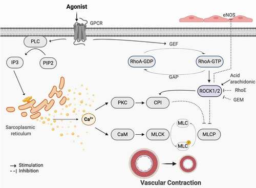 Figure 1. Canonical pathways in smooth muscle contraction. GPCR is known to be involved in smooth muscle contraction through two main mechanisms. Once activated, the α subunit associated with the receptor dissociates and activates phospholipase C (PLC), which functions to convert phosphatidylinositol 4,5-bisphosphate (PIP2) to inositol trisphosphate (IP3). IP3 further induces the release of Ca2+ from the sarcoplasmic reticulum and thus results in an increase in intracellular Ca2+ levels. Ca2+ binds to calmodulin (CaM) which activates myosin light chain kinase (MLCK), responsible for phosphorylating myosin light chain (MLC), therefore inducing contraction. Moreover, contraction could also be promoted through Ca2+ induced activation of PKC. This stimulates activation of CPI, an inhibitor of myosin light chain phosphatase (MLCP), consequently preventing the removal of the phosphate group and terminating contraction. The second mechanism entails GPCR activation of a GEF that works to activate Rho through its conversion from Rho-GDP to Rho-GTP. Rho further activates its associated kinases, ROCK1 and ROCK2, which have shown capabilities of inhibiting eNOS, consequently decreasing NO production and relaxation. ROCK1/2 can also promote CPI and directly inhibit MLCP, inducing contraction. Various studies have shown the regulatory mechanisms of RhoE, GEM, and arachidonic acid on RhoA and RhoA-kinase. Other possible regulators are currently still under investigation. Created with BioRender.com