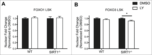 Figure 4. FOXO3 localization is sensitized to modulation by AKT in the absence of SIRT1 in LSK cells. A,B. Sorted LSK cells from WT and Sirt1−/− mice were cytospun onto slides for immunofluorescence analysis for either FOXO1 (A) or FOXO3 (B). LSK cells were then treated with DMSO or LY294002 (LY) as in previous experiments. Graph represents quantification of fold change in nuclear localization relative to DMSO control of either FOXO1 or FOXO3. (Bars represent mean ± s.e.m. (n > 40), from at least 2 independent experiments. *p < .05, students t-test).