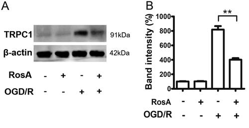 Figure 6. RosA inhibits TRPC1 protein levels after OGD/R in HL-1 cell. HL-1 cells were treated with 50 μM RosA, and then were injured by OGD/R (9 h/6 h). (A) The level of TRPC1 protein in cells was detected by western blot method. RosA inhibits TRPC1 protein levels after OGD/R in HL-1 cells. (B) Quantitative statistical results of TRPC1 protein expression. N = 3, **p< 0.01.