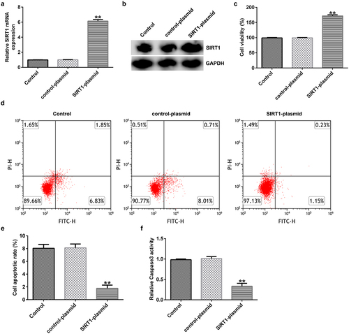 Figure 4. Effects of SIRT1-plasmid on the apoptosis of cultured neurons. (a) mRNA and (b) protein expression levels of SIRT1 in the transfected cells were evaluated using western blotting and RT-qPCR analyses, respectively. (c) Viability of the transfected cells was detected using the 3-(4,5-dimethylthiazol-2-yl)-2,5-diphenyl tetrazolium bromide (MTT) assay. (d and e) Flow cytometry analysis was used to detect the apoptosis of transfected cells. (f) Caspase 3 activity was determined. **P < 0.01 vs. control-plasmid. SIRT1, silent mating type information regulation 1/sirtuin 1.