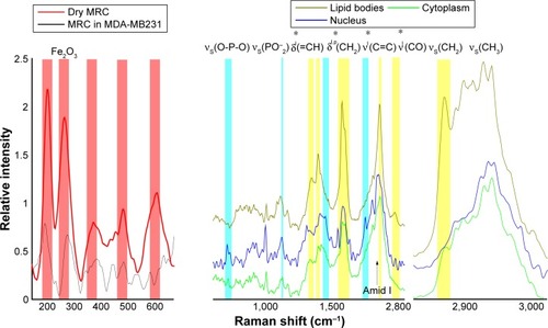 Figure 2 Raman spectra of maghemite–rhodium citrate (MRC) nanoparticles dried on quartz and in MDA-MB231 cells (left).Notes: The average spectra of different cellular components of MDA-MB231 cells are shown with their characteristic barcodes (right). The assignment of typical vibrational bands is denoted. p and l (*) indicate protein and lipid vibrational modes, respectively.