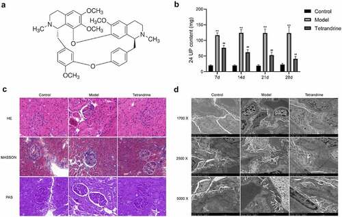 Figure 8. (a) The chemical structure of tetrandrine. (b) The 24 UP contents were detected after 7, 14, 21 and 28 days of tetrandrine treat in control, HN model and tetrandrine groups. (c) The representative images of the histology staining on the kidney tissue. (d) The representative images of TEM on the kidney tissue. **, P < 0.01 vs. control group; ##, P < 0.01 vs. model group