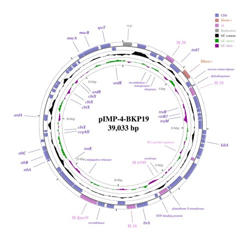Figure 1 Backbone structure of the blaIMP-4-encoding plasmid pIMP-4-BKP19.