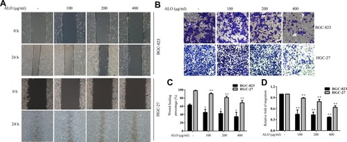 Figure 2 ALO represses the migration of gastric cancer cells. (A) A wound healing assay and (B) a transwell assay were performed on BGC-823 and HGC-27 cells following ALO treatment for 24 h. (C, D) Quantitative analysis of data obtained in the above experiments. Data are presented as means ± SD of three independent experiments. *P < 0.05 and **P < 0.01 vs the control group.