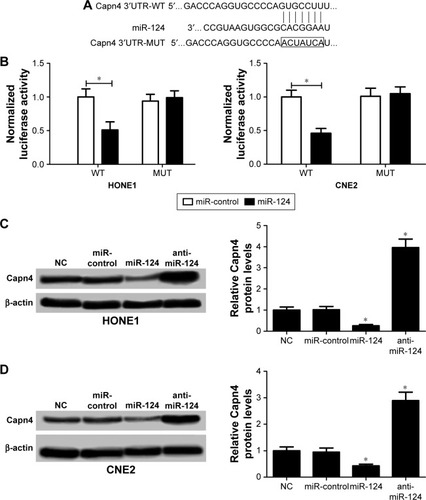 Figure 3 MicroRNA-124 (miR-124) directly suppressed Calpain small subunit 1 (Capn4) expression.