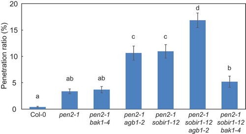 Figure 1. Quantitative analysis of penetration resistance to Pyricularia oryzae in Arabidopsis mutant plants.Mean frequency of P. oryzae penetration into Arabidopsis mutant plants at 72 hours post-inoculation (hpi) expressed as percentage of the total number of infection sites. Values are presented as mean ± standard error, n = 3 independent experiments. Bars with the same lowercase letters are not statistically significantly different (p > 0.05).