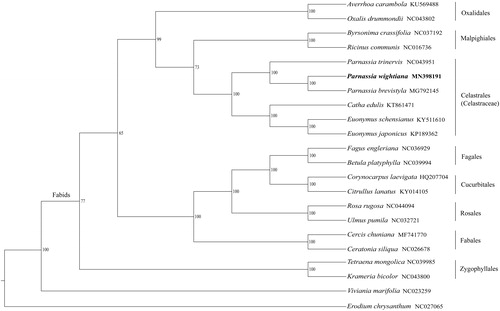 Figure 1. The phylogenetic tree of representatives in the clade of Fabids constructed by maximum likelihood method using the complete chloroplast genome sequences. The bootstrap values based on 1000 replicates were labelled beside the branches.