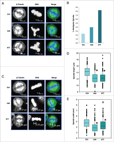 Figure 4. Multipolar spindles and chromatid compaction are increased in OGA knockdown cells. (A) Cells were imaged for β-tubulin and DNA. For each cell line, 200 cells were counted and the percentage of cell with multipolar spindles was quantified. (B) Both 040 and 877 cell lines have an increased percentage of multipolar spindles compared to control cells. (C) Cells were again stained for β-tubulin and DNA, and cells without visible signs of multipolar spindles were used in the measurement of chromatid length and width. (D) For each cell line, 200 cells at metaphase-anaphase had their chromatid length measure using ImageJ. OGA knockdown cells had significantly shorter spindle chromatids than control. (E) For spindle chromatid width, samples were measured across the two ends and middle of the DNA and averaged. Both 040 and 877 OGA knockdown cells had significantly thinner spindle chromatids then control cells (* indicates P < 0.05, Student t-test).