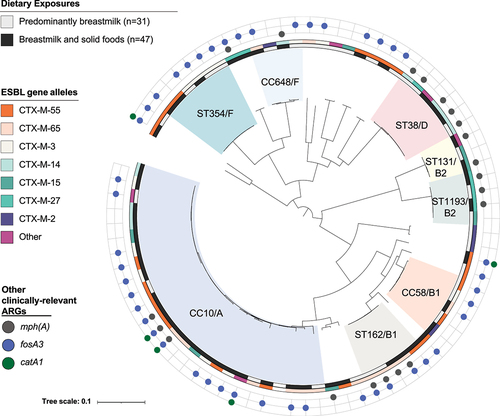 Figure 3. Core genome phylogenetic tree depicting the evolutionary relationships of 78 ESBL-producing E. coli from 47 children in Lima across two time points (predominantly breastfeeding versus breastfeeding while also eating complementary foods). We observed a high diversity of ESBL-ec and few differences in the occurrence of specific clonal complexes (CCs), sequence types (STs), phylogroups, ESBL alleles, or other antibiotic resistance genes (ARGs) across time points, suggesting the same ESBL-ec sequence types that were circulating among the broader community, in animals, and in the environment were also circulating within the household environment. Phylogroup designations A, B1, B2, or F are listed after highlighted CCs and STs.