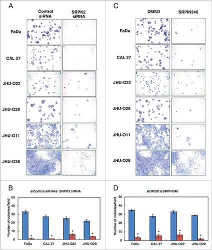 Figure 5. Inhibition of SRPK2 reduces the colony forming ability of HNSCC cells. Colony formation assay following (A) siRNA mediated knockdown of SRPK2 or control siRNA in a panel of HNSCC cell lines, as indicated. Colonies formed were visualized after staining with methylene blue. (B) A graphical representation of the colony forming ability of the HNSCC cells upon SRPK2 silencing *p < 0.05. (C) Colony forming ability of the HNSCC cells upon inhibition of SRPK2 using SRPIN340 or control (DMSO), in the indicated panel of HNSCC cells (D) A graphical representation of the colony forming ability of HNSCC cells upon SRPK2 inhibition *p < 0.05.