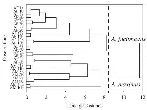 Figure 4. HCA dendrogram of EBN clustering based on species origin. The observations, AF, Aerodramus fuciphagus; AM, Aerodramus maximus; 1–13, EBN samples; a/b, replicates.