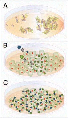 Figure 2 Continuous versus discrete resources. (A) Two bacterial populations growing independently on the top of an agar layer. The agar can be considered a continuous resource. (B) Two viruses (colonizers in green and competitors in blue) infect initially a cell culture. Colonizers complete faster the infection cycle and the released progeny spreads through the unoccupied, susceptible cells. (C) Under high density of viruses almost all cells are coinfected and interaction between viruses takes place inside the single resource (the infected cell); cells can thus be considered a discrete (patchy) resource.