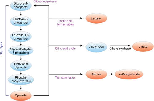 Figure 1 Schematic representation of pyruvate metabolism, illustrating selected byproducts.