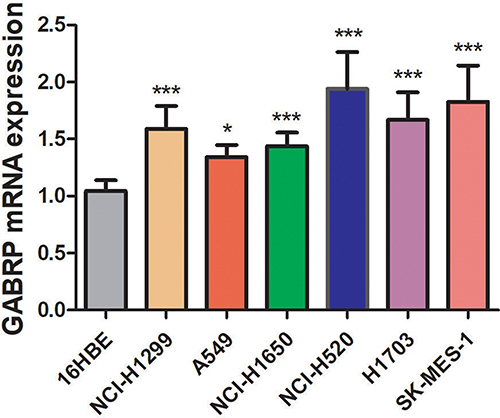 Figure 8 Expression of GABRP in lung cancer (NCI-H1299, NCI-H1650, A549, NCI-H520, H1703, and SK-MES-1) and 16HBE cell lines. The gene expression level was measured by qRT-PCR. *p < 0.05, **p < 0.01 and ***p < 0.001.