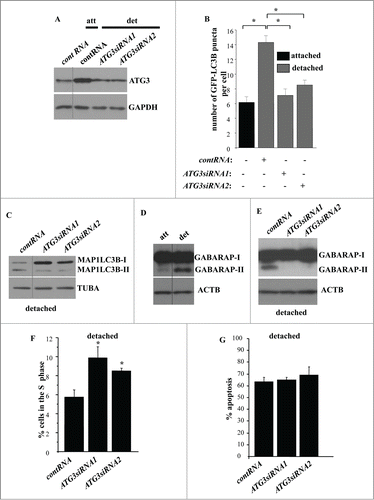 Figure 5. For figure legend,see page 1238.